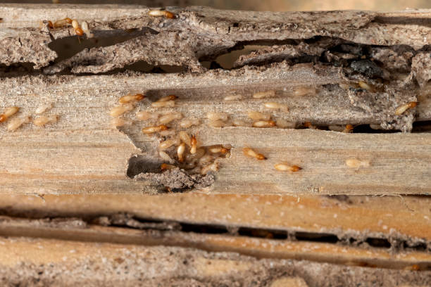 Best Pest Removal Services  in Ocean Gate, NJ